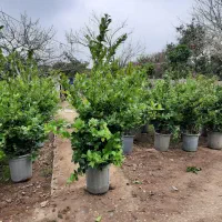 یاس هلندی نیمه زباله و ۱۲