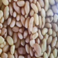 تخم یونجه اصل