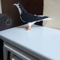 کبوتر کلاهبرادر