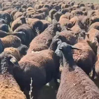 فروش گوسفند زنده با خدمات کامل ورایگان