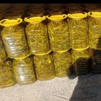 خیارشور ونایی