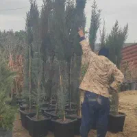 سرو ناز|گل و گیاه طبیعی|آبعلی, |دیوار