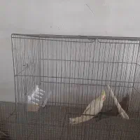 پرنده