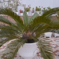 گل سیکاس دو عدد باهم ۵ میلیون تومان