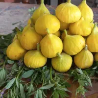 انجیر درشت و درجه یک