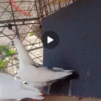 قلدر کفتر