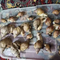 موجوداتی بی سروصدا