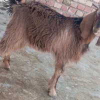 کره نر مری چاق