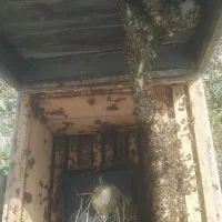 ۱۶۰ کلنی زنبور عسل ده قاب