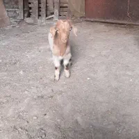 دوتا بزغاله نرو ماده دوقلو