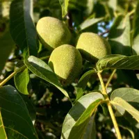 باغ گردو برای اجاره .
