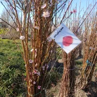 انواع نهال میوه دارای شناسه تولید و تضمینی