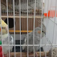 یک جفت عروس هلندی