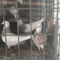 کبوتر طوقی و کاشونی