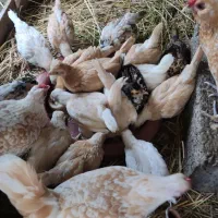 جوجه سیبرایت کرچ شو و خروس زینتی