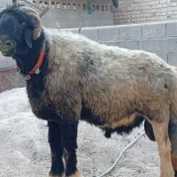 قوچ تهه قنقور به شرط پرش