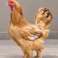 مرغ و خروس برهما طلایی