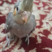 عروس هلندی دوماهه