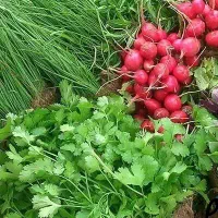 دنبال خرید عمده سبزی از سر زمینم