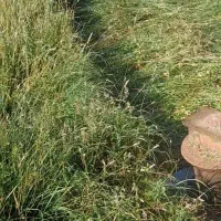 علوفه همه گیاه