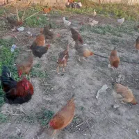 فروش مرغ