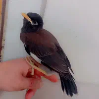 جاده شاندیز
