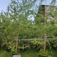 ژینگو ریشه پرس عالی