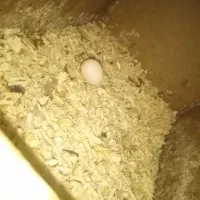 فنچ با عروس هر دو با تخم نژاد لپ سیاه اروپایی