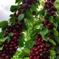 گیلاس تک دانه ‌تماس بگیرید
