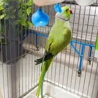طوطی ملنگو نر رام