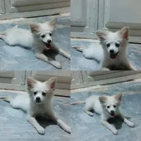 سگ پامر