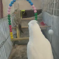 عروس هلندی آلبینو