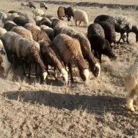 میش افشاری