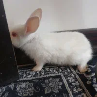 بچه خرگوش