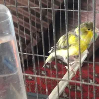 قناری نر ابلغ