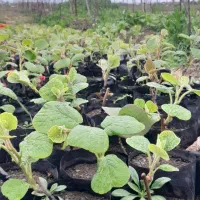 نهال کیوی هایوارد یکساله