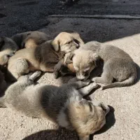 فروش توله سگ اهلی