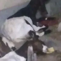 بزغاله  ماده آبستن پاکستانی ۳و ۲ قلوزا