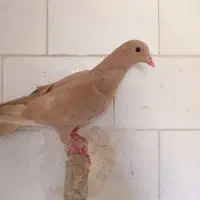 کبوتر|پرنده|تربت‌حیدریه, پائین ولایت|دیوار