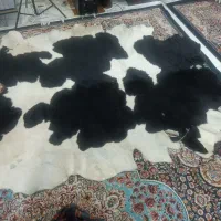 چرم گاوی اصل