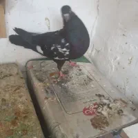 جفت کفتر ملقی