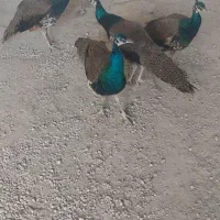 طاووس