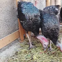 6عددبقلمون