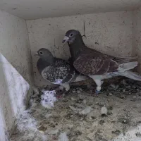 چند جفت نرو ماده دورگ و پلاکی رنگی خوشگل
