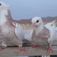 جوجه طوقی سرور