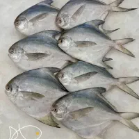 ماهی جنوب