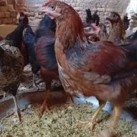 نیمچه مرغ وخروس 5ماهه