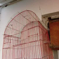 تور پرنده