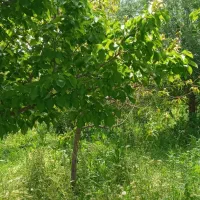 باغچه شاهنامه