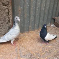 جوجه سار